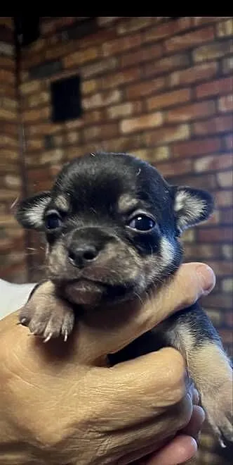 Chihuahua suczka, Małopolskie, Olkusz