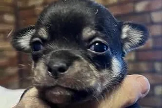 Chihuahua suczka, Małopolskie, Olkusz