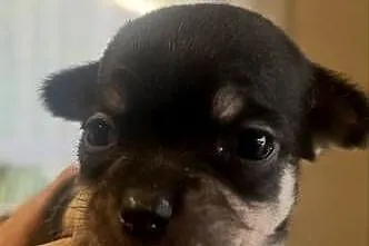 Chihuahua suczka, Małopolskie, Olkusz