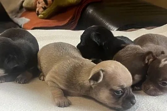 Chihuahua suczka, Małopolskie, Olkusz