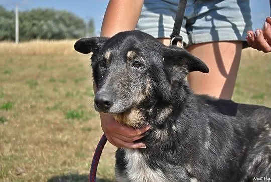 Wspaniała suczka Kora szuka człowieka na resztę życia!
