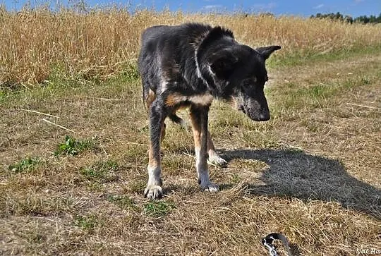 Wspaniała suczka Kora szuka człowieka na resztę ży