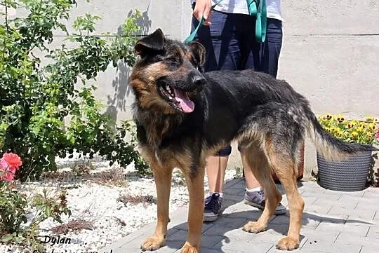 Dylan - energiczny psiak, Mazowieckie, Nowy Dwór Mazowiecki