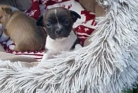 Szczenieta chihuahua piesek