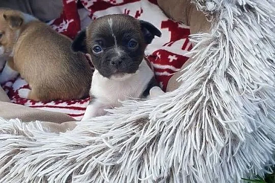 Szczenieta chihuahua piesek