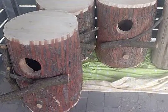 Amazonka budka lęgowa, Śląskie, Wodzisław Śląski