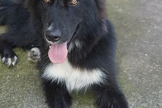 Raya do adopcji,  wielkopolskie Poznań