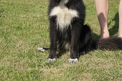 Raya do adopcji,  wielkopolskie Poznań