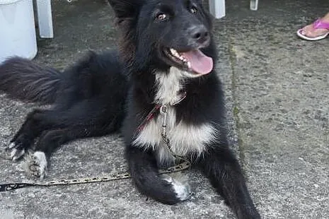 Raya do adopcji,  wielkopolskie Poznań