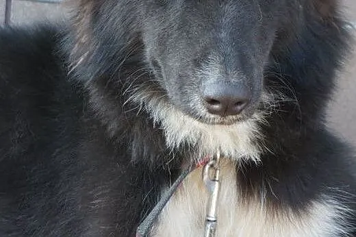 Raya do adopcji,  wielkopolskie Poznań