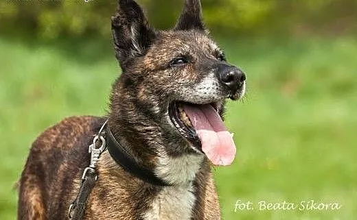 Tobiasz - pies o ogromnym sercu i woli życia ADOPC