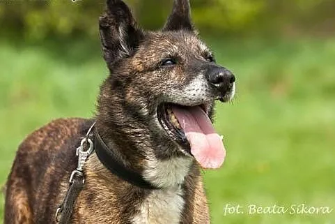 Tobiasz - pies o ogromnym sercu i woli życia ADOPC, Kundelki cała Polska