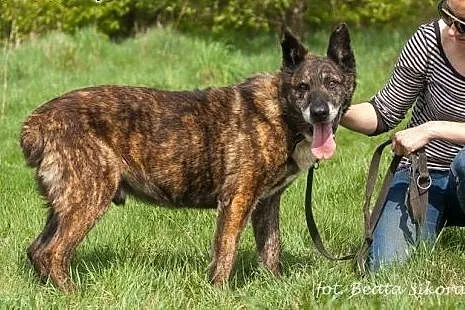 Tobiasz - pies o ogromnym sercu i woli życia ADOPC