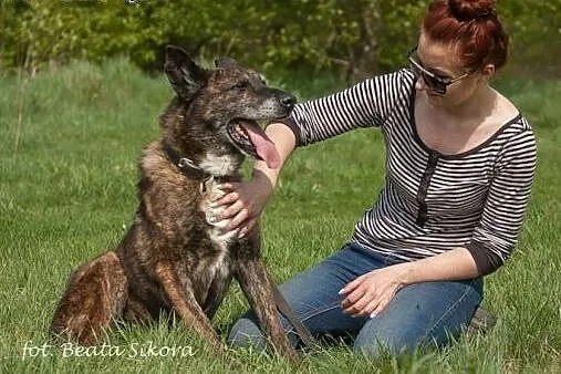 Tobiasz - pies o ogromnym sercu i woli życia ADOPC