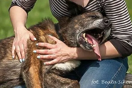 Tobiasz - pies o ogromnym sercu i woli życia ADOPC