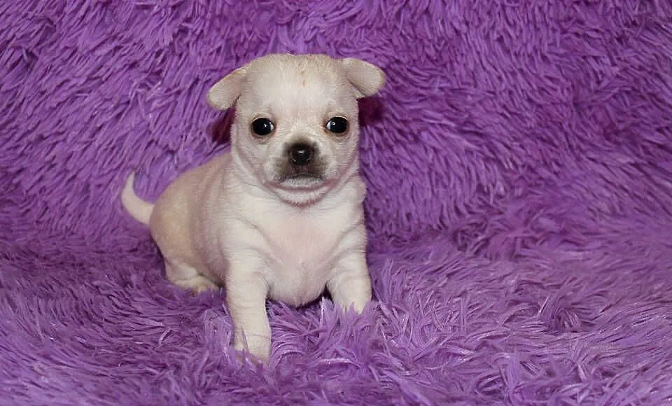 Chihuahua krótkowłosy chłopiec, Zachodniopomorskie, Świnoujście