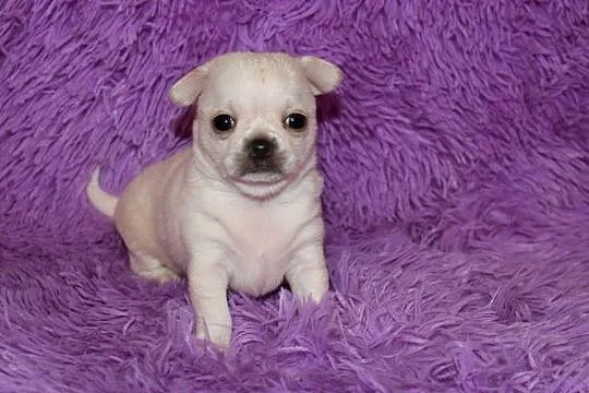 Chihuahua krótkowłosy chłopiec