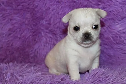 Chihuahua krótkowłosy chłopiec, Zachodniopomorskie, Świnoujście