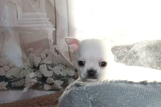 Chihuahua krótkowłosy chłopiec, Zachodniopomorskie, Świnoujście