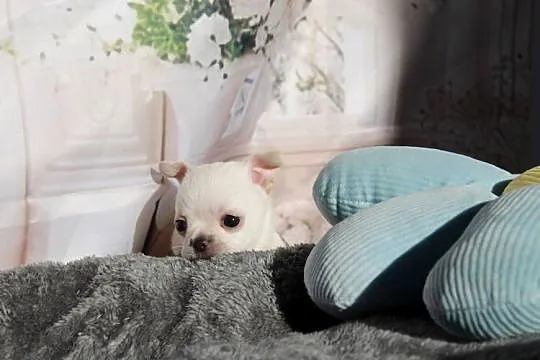 Chihuahua krótkowłosy chłopiec, Zachodniopomorskie, Świnoujście