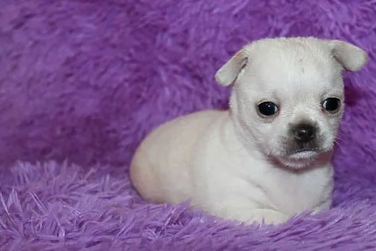 Chihuahua krótkowłosy chłopiec, Zachodniopomorskie, Świnoujście