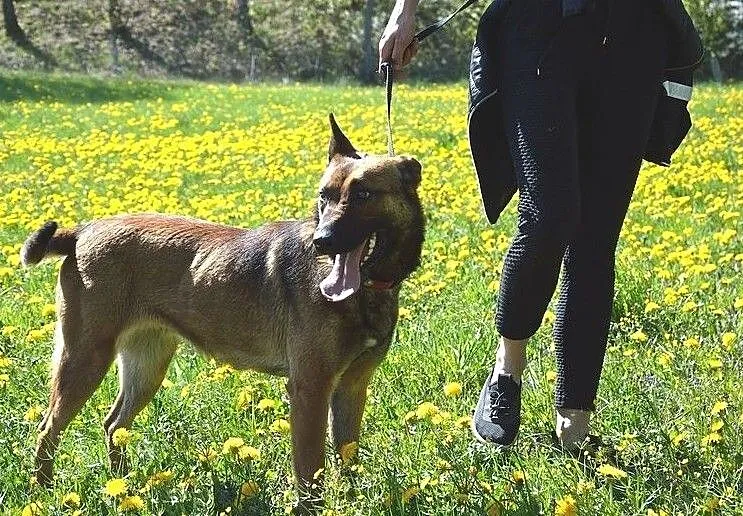 Belżika w typie owczarka belgijskiego malinois, Warmińsko-mazurskie, Olsztyn