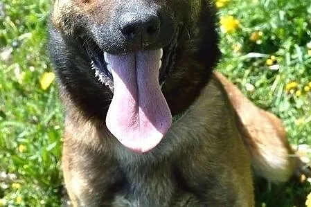 Belżika w typie owczarka belgijskiego malinois, Warmińsko-mazurskie, Olsztyn