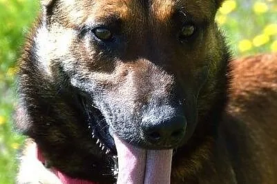 Belżika w typie owczarka belgijskiego malinois, Warmińsko-mazurskie, Olsztyn