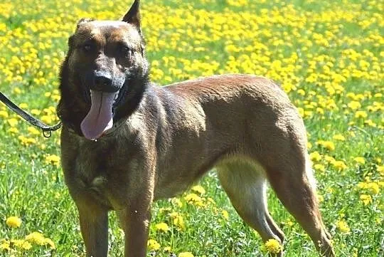 Belżika w typie owczarka belgijskiego malinois, Warmińsko-mazurskie, Olsztyn