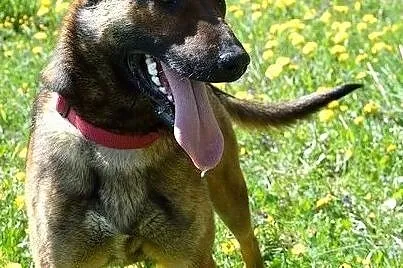 Belżika w typie owczarka belgijskiego malinois, Warmińsko-mazurskie, Olsztyn