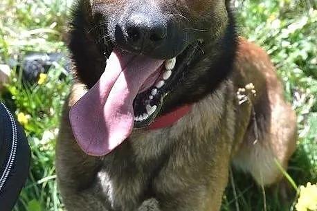 Belżika w typie owczarka belgijskiego malinois, Warmińsko-mazurskie, Olsztyn