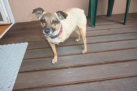 Mała Mikusia - kochany pies rodzinny do adopcji,  