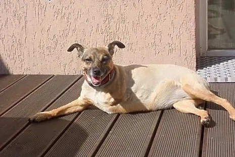 Mała Mikusia - kochany pies rodzinny do adopcji,  