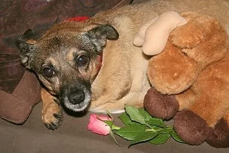 Mała Mikusia - kochany pies rodzinny do adopcji,  