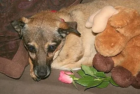 Mała Mikusia - kochany pies rodzinny do adopcji,  