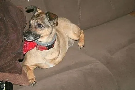 Mała Mikusia - kochany pies rodzinny do adopcji,  