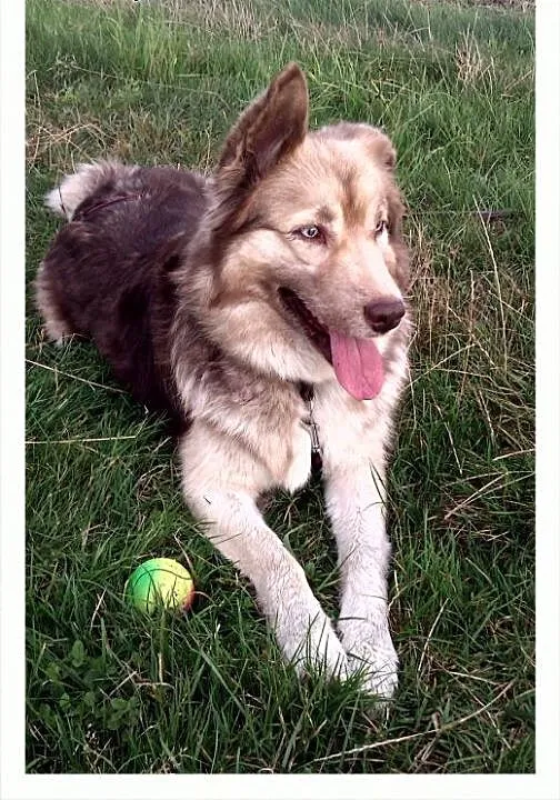 VIGO mix Border Collie/ Husky, śląskie Gliwice