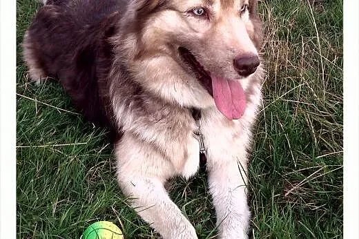 VIGO mix Border Collie/ Husky,  śląskie Gliwice