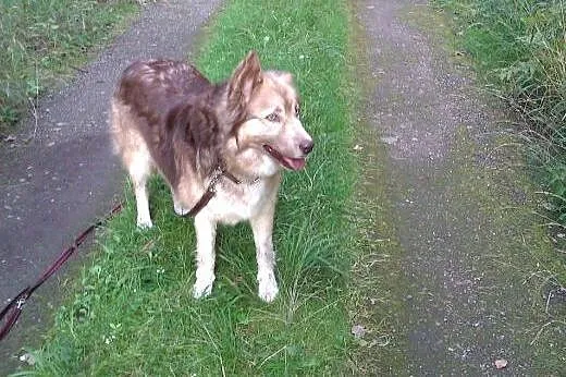 VIGO mix Border Collie/ Husky,  śląskie Gliwice