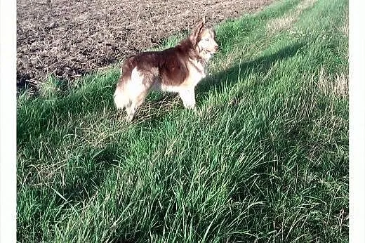 VIGO mix Border Collie/ Husky,  śląskie Gliwice
