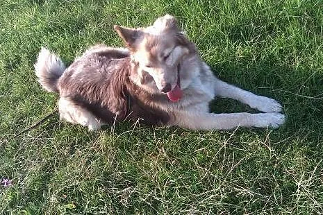 VIGO mix Border Collie/ Husky,  śląskie Gliwice