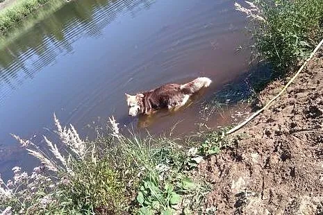 VIGO mix Border Collie/ Husky,  śląskie Gliwice