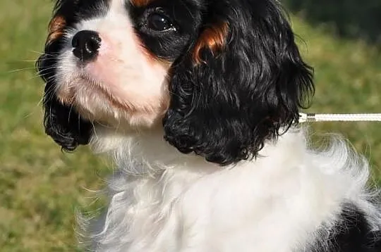 Rodowodowy piesek Cavalier KIng Charles Spaniel