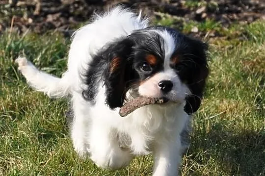 Rodowodowy piesek Cavalier KIng Charles Spaniel