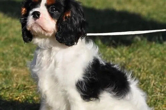 Rodowodowy piesek Cavalier KIng Charles Spaniel