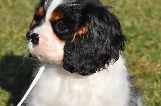 Rodowodowy piesek Cavalier KIng Charles Spaniel
