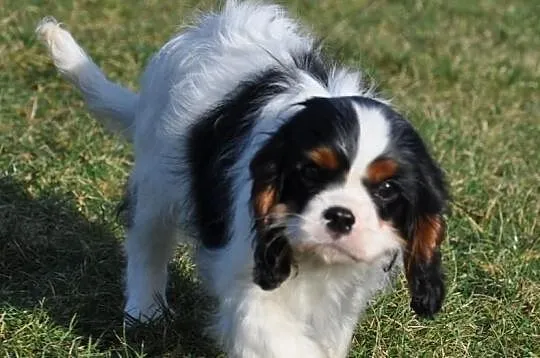 Rodowodowy piesek Cavalier KIng Charles Spaniel