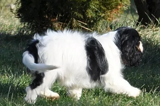 Rodowodowy piesek Cavalier KIng Charles Spaniel