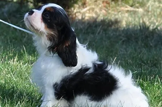 Rodowodowy piesek Cavalier KIng Charles Spaniel