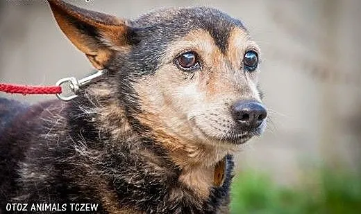 OTOZ Animals - Franek - mały staruszek ze skromną